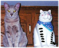 pet sitter