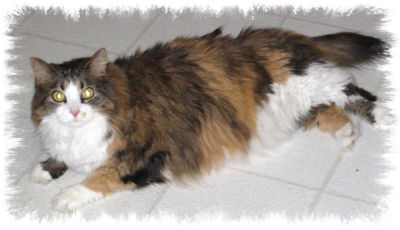 Rosemary